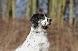 SETTER ANGLAIS 087